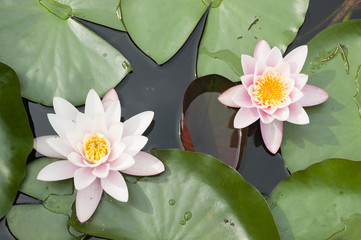 Water lily flowers