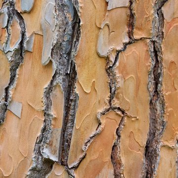 Pinie Rinde - pine bark 04