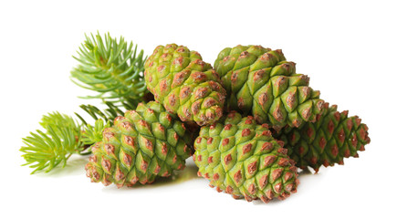 Green cones and fir tree isolated on white