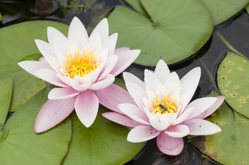 Water lily flowers