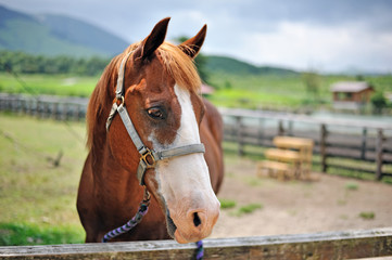 Obraz premium 馬のポートレート