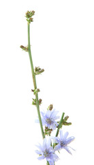 Chicory flowers, isolated on white