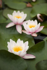 Water lily flowers