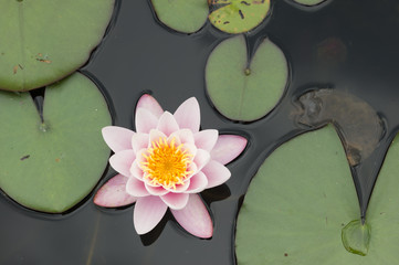 Water lily flowers
