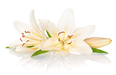 Two white lily flowers - obrazy, fototapety, plakaty