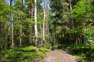 Fototapety na wymiar - Fototapeta24.pl