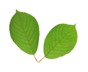 Fototapeta premium Beautiful green leafs isolated on white