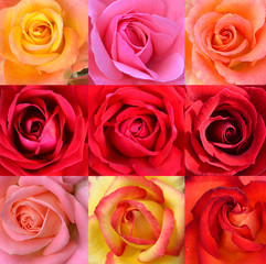 flowers roses collage