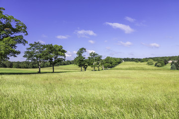 Organic farm land with trees