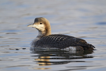 Black-throated diver, Gavia arctica