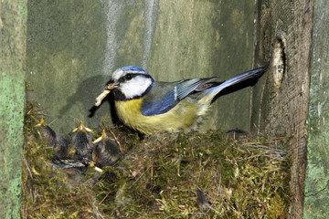 Blue tit, Parus caeruleus
