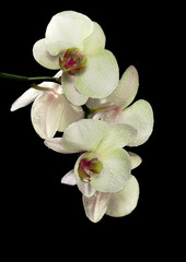 Fototapeta na wymiar light yellow orchid flower branch in drops on black