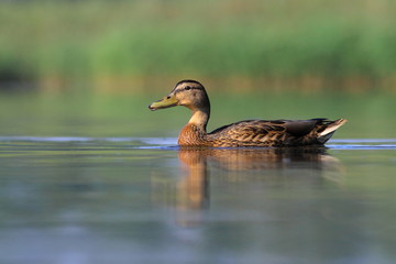 Mallard duck Anas platyrhynchos
