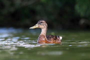 Mallard duck Anas platyrhynchos
