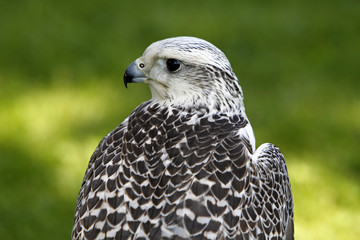 Weisser Gerfalke
