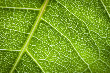 Close-up texture of a green leaf, background.