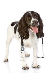 spaniel dog with a stethoscope on his neck. isolated