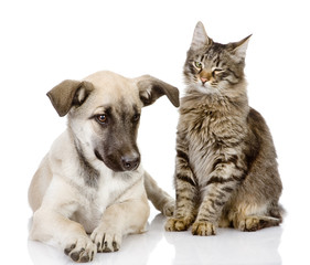 cat and dog together. Isolated on a white background