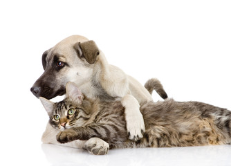 the cat plays with a dog. isolated on white background