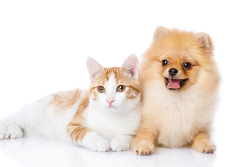 Naklejka premium orange cat and dog. dog looking at camera. isolated on white 
