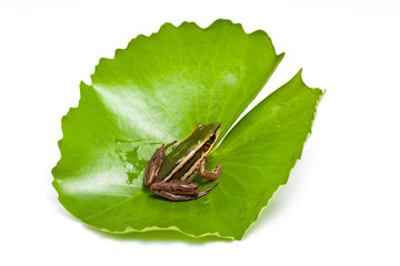 green frog on a lotus leaf