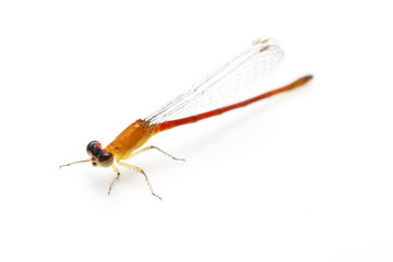 small orange dragonfly on white background