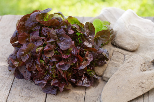 Frisch geernteter Eichblattsalat