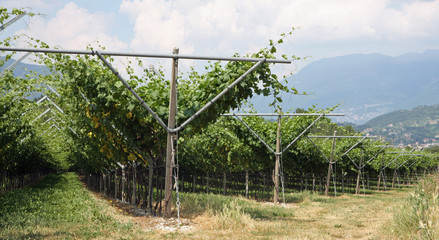 impressive vineyard grape growing and wine production