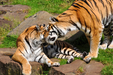 Fototapeta na wymiar dwa tygrysy