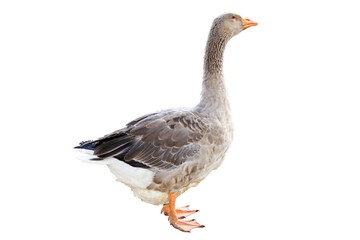 a Home goose on a white background