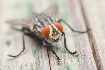 Common Fly Macro
