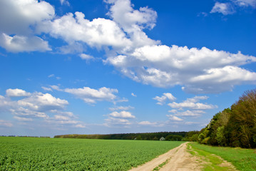 "Green field,road,forest,on the background of the sky "