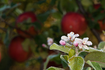 Apple tree and flowers