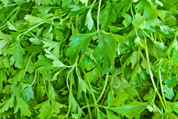 Fototapeta na wymiar Świeże, zielone liście, pietruszka, gotowe do stosowania jako żywność.