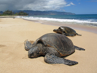Twee schildpadden in het zand op een strand in Hawaï
