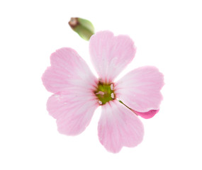 Fototapeta na wymiar delicate pink flowers