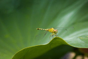 Dragonfly on Lotus Leaf