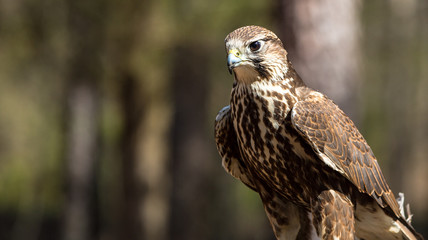 Saker Falcon