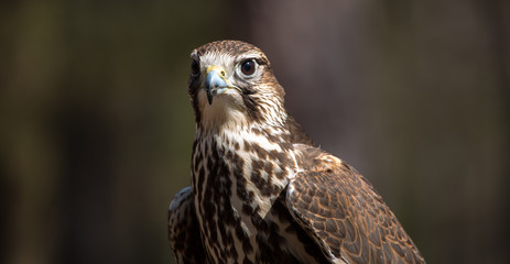 Saker Falcon