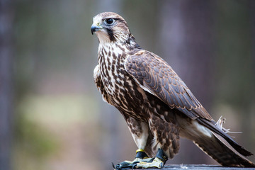 Saker Falcon