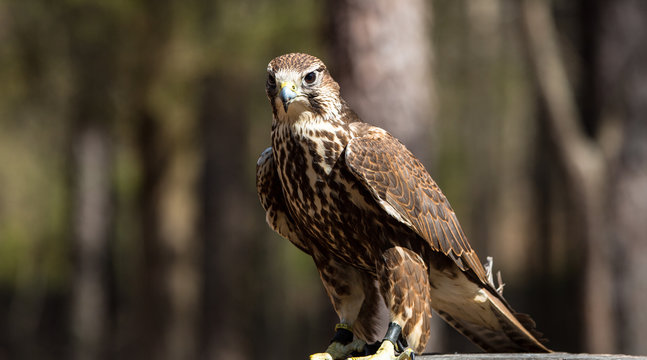 Saker Falcon