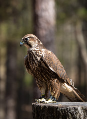 Saker Falcon