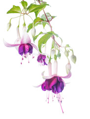 violet and pink fuchsia flower with bud isolated on white backgr