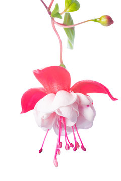 white  and pink fuchsia flower isolated on white background, Whi