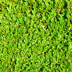 Green hedge bush texture background