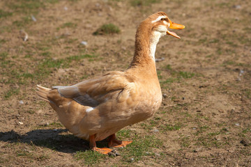 Duck