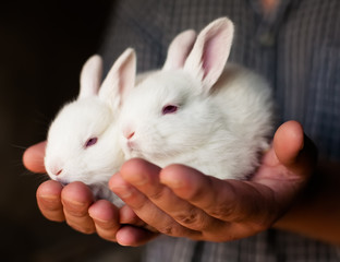 little rabbit in hands