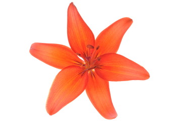 Fototapeta premium Red lily flower head isolated on white background