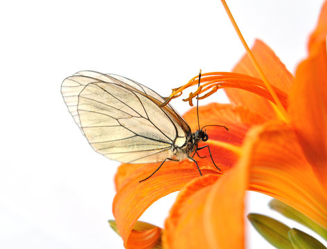 Orange flower and perched butterfly