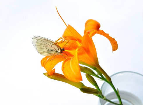 Flower in glass and perched butterfly